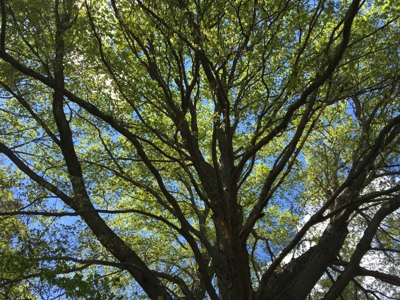 Pensamiento simiente 17 mayo 2016: los pensamientos y los sentimientos de la mayor pureza…