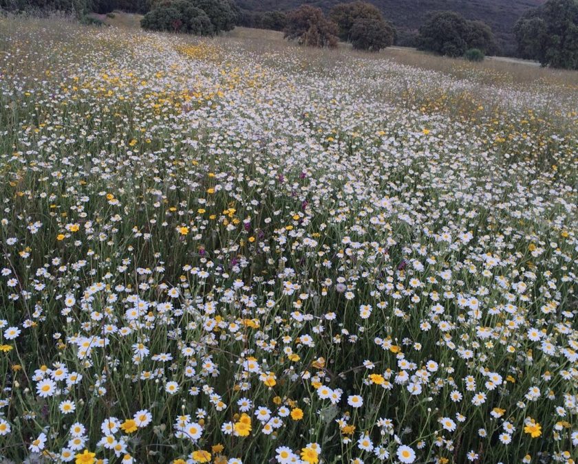 Pensamiento simiente 23 mayo 2016: tiende hacia la inmensidad, hacia el infinito…