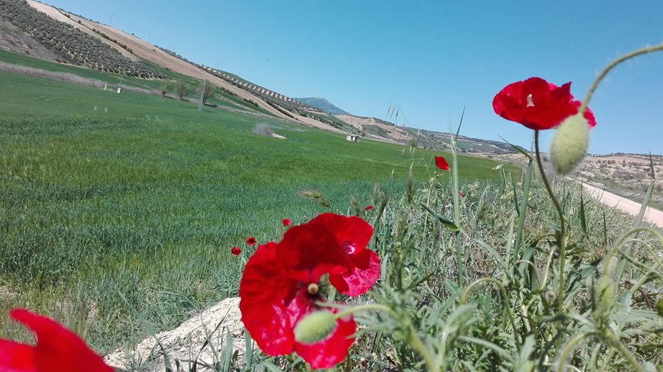 Pensamiento simiente 2 mayo 2016: por la mañana…