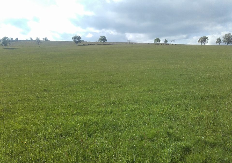 Pensamiento simiente 15 junio 2016: es como si brillaran gotas de rocío sobre las flores y las hojas de vuestra alma…