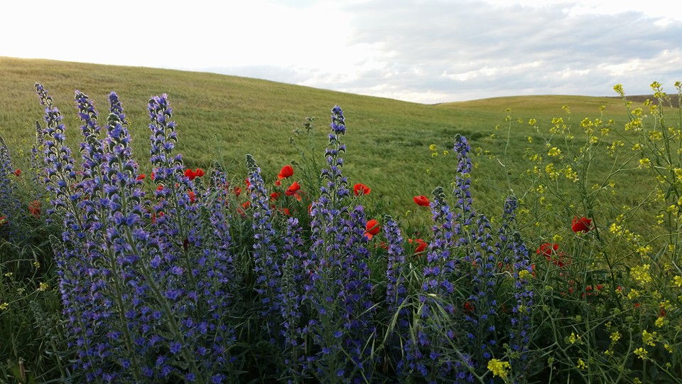 Pensamiento simiente 29 junio 2016: cada uno de vosotros puede encontrar el sentido a su vida a partir de hoy mismo