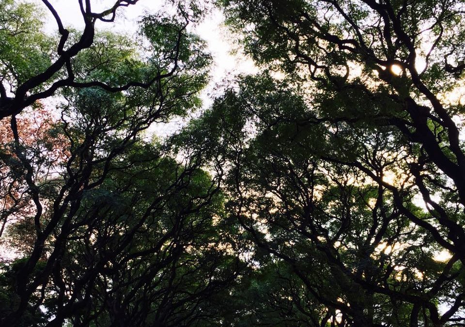 Pensamiento simiente 8 junio 2016: que el amigo habite en nosotros definitivamente…