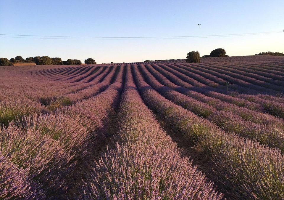 Pensamiento simiente 27 julio 2016: el gesto, la palabra…