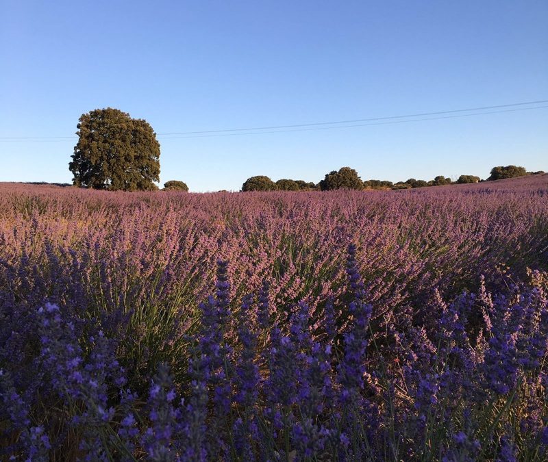 Pensamiento simiente 30 julio 2016: disolver nuestra naturaleza inferior con el fin de identificarnos con la Divinidad