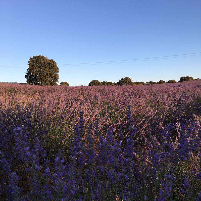 Pensamientos de julio: respirad el perfume