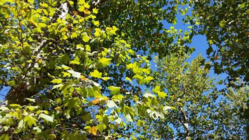 Pensamientos de noviembre: trabajad sobre la idea de amar, de hacer el bien, de perdonar…