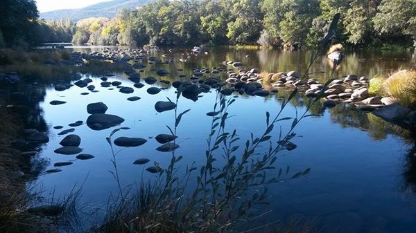 Pensamientos de octubre: llegareis a ser, un día, un árbol de la vida…