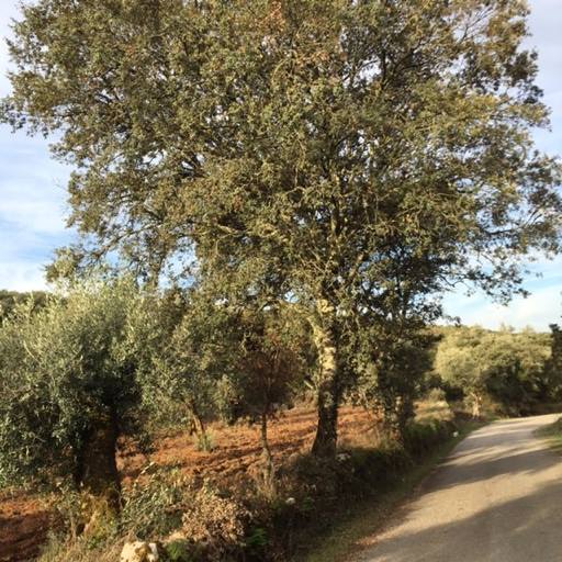 Pensamientos de noviembre: un pensamiento de reconocimiento, un sentimiento de amor…