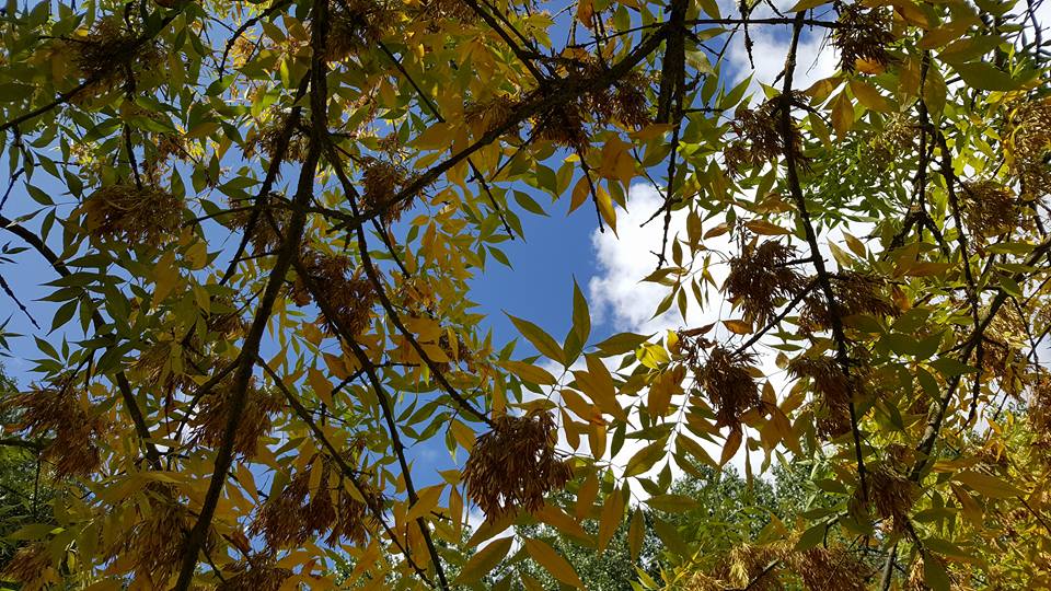 Pensamientos de septiembre: palabras que reconfortan, vivifican, inspiran