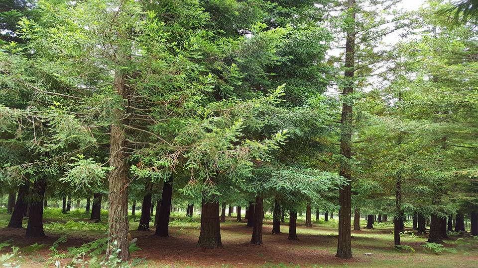 Pensamientos de septiembre: la respuesta del Yo superior