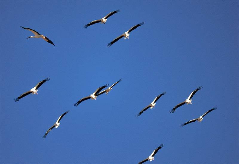 Pensamientos de noviembre: abrís en vuestro interior miles de puertas por las cuales pueden entrar estos rayos…