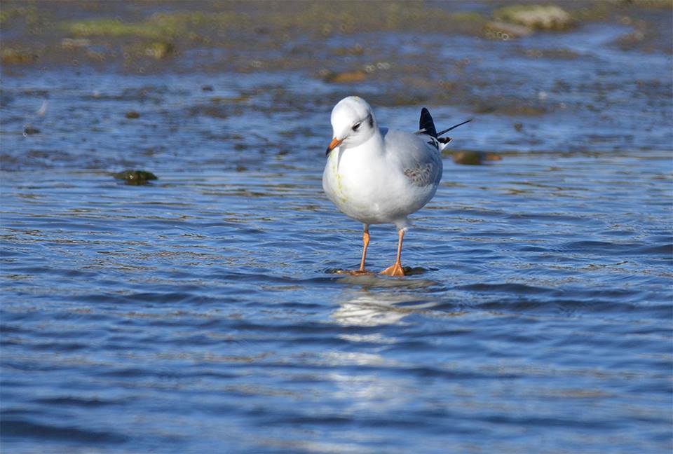 Pensamientos de noviembre: renunciar es vaciarse, desembarazarse de ciertos elementos perjudiciales….