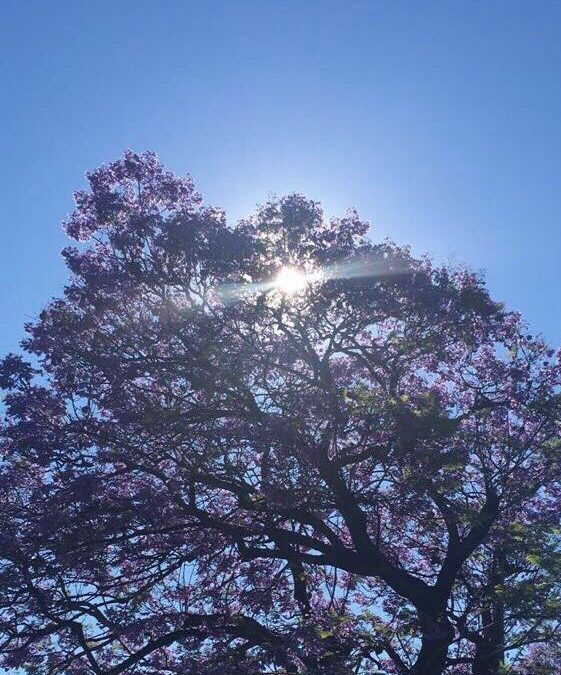 Pensamientos de noviembre: no sacrifiquéis lo esencial: las riquezas que podéis adquirir en el mundo del alma y del espíritu