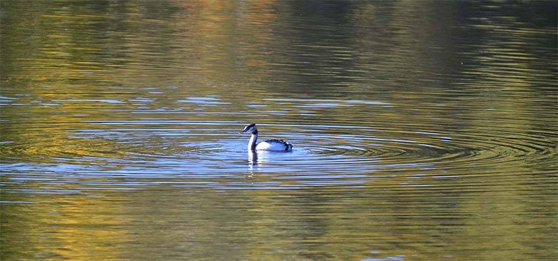 Pensamientos de noviembre: desplazarse a un plano superior