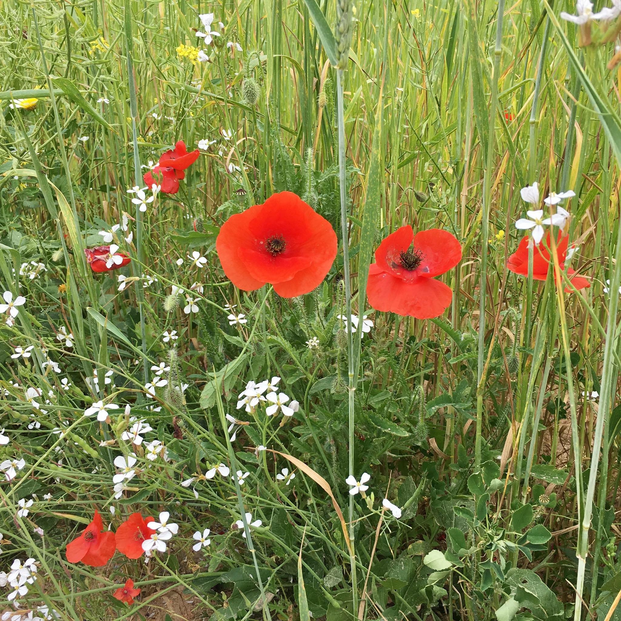 Pensamientos de mayo: ¡No esperéis más!