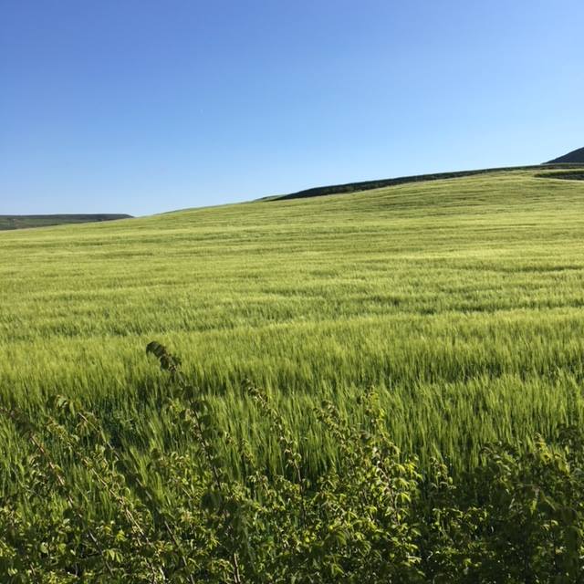 Pensamientos de mayo: cuanto más restablecemos el vínculo, más nos acercamos…