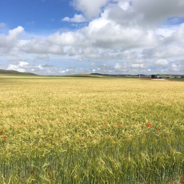 Pensamientos de junio: si trabajáis para aproximaros a la perfección divina…