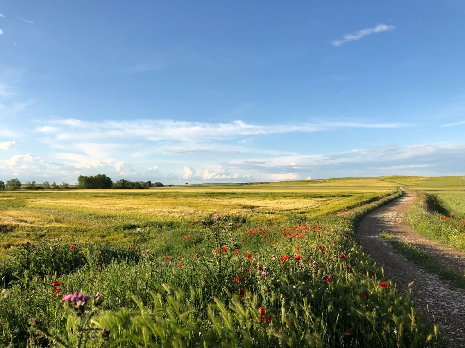 Pensamientos de junio: manteniendo la unión con la fuente de la vida…