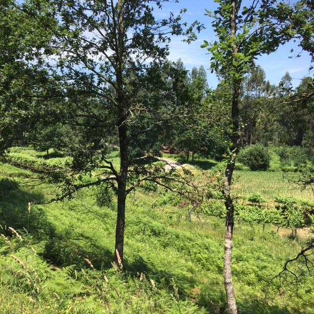 Pensamientos de julio: aprender a ser alegre, sonriente…