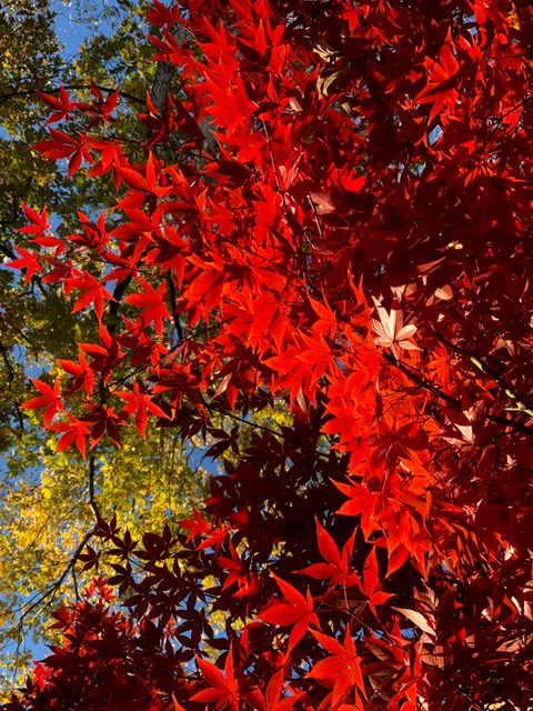 Pensamientos de noviembre: ¡Poseéis tantos tesoros enterrados dentro de vosotros!