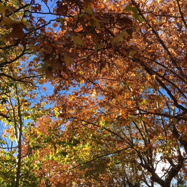 Pensamientos de noviembre: un inmenso trabajo interior…