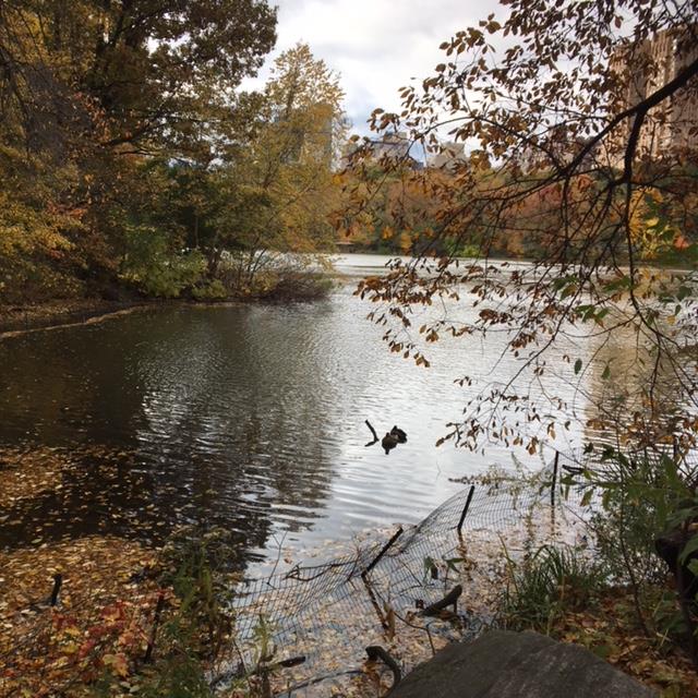 Pensamientos de noviembre: estas ondas se esparcen por el mundo entero …