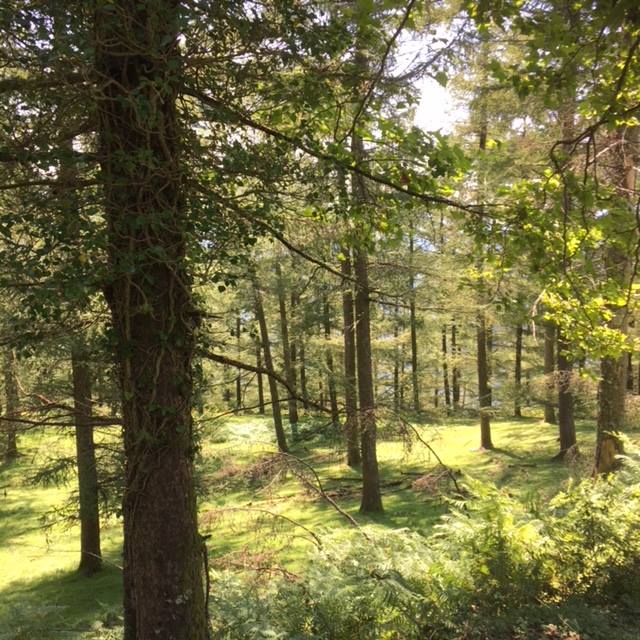 Pensamientos de diciembre: elige el camino que te lleva a la sabiduría…