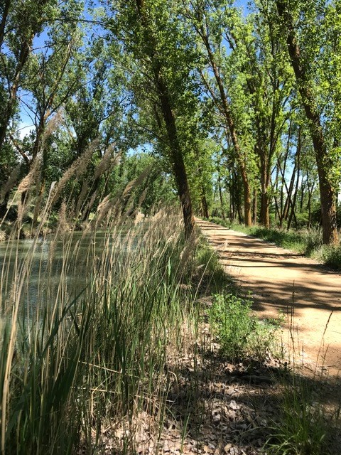 Pensamientos de junio: convertirse en un árbol de vida