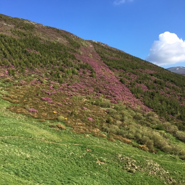 Pensamientos de junio: levantar la mirada