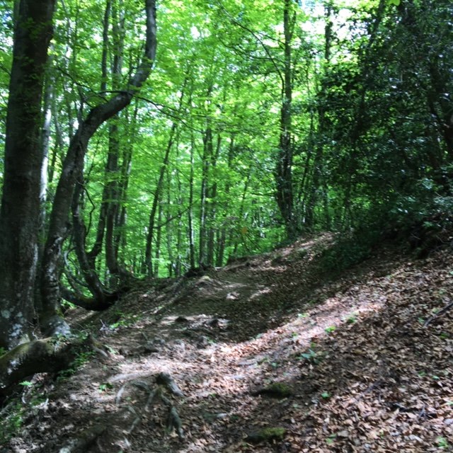 Pensamientos de julio: avanzar siempre, buscar y buscar sin cesar