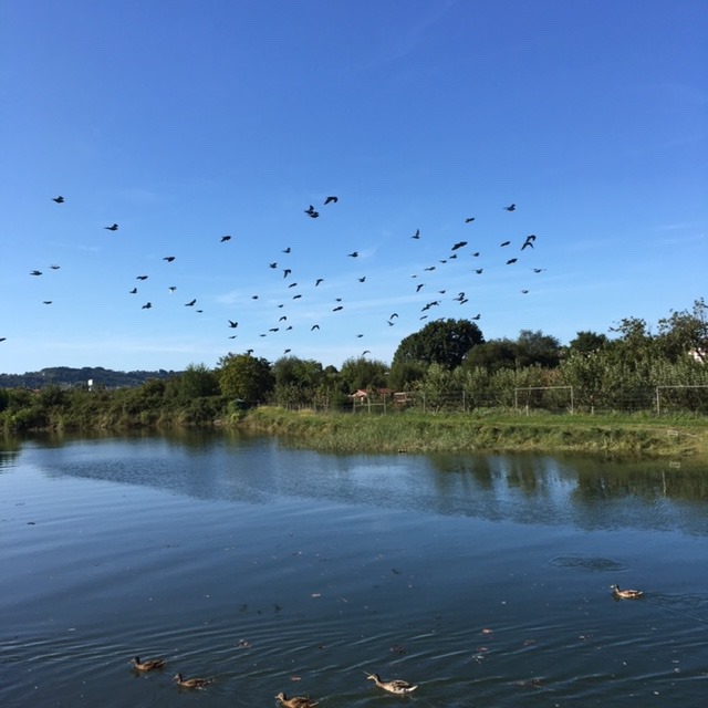 Pensamientos de septiembre: la ley de la afinidad