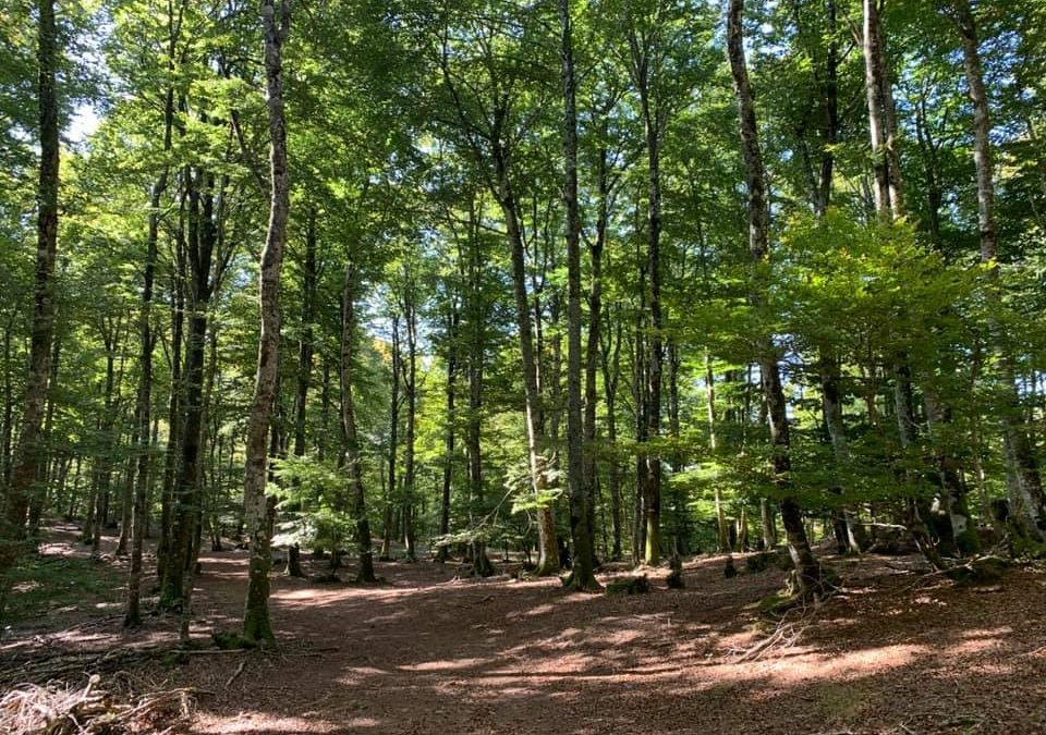 Pensamientos de octubre: no perdáis el tiempo quejándoos o rebelándoos, más bien dad gracias al Cielo…