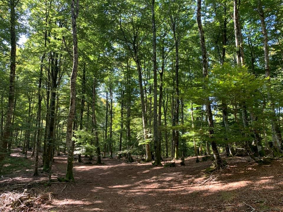 Pensamientos de octubre: no perdáis el tiempo quejándoos o rebelándoos, más bien dad gracias al Cielo…