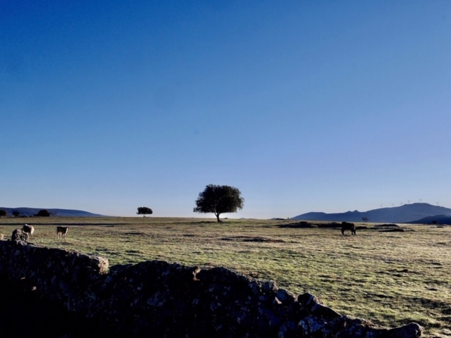 Pensamientos de marzo: tu armonía construye