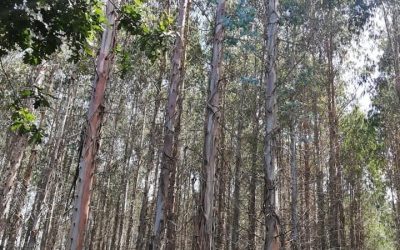 Pensamientos de abril: haced brotar la vida en vosotros…