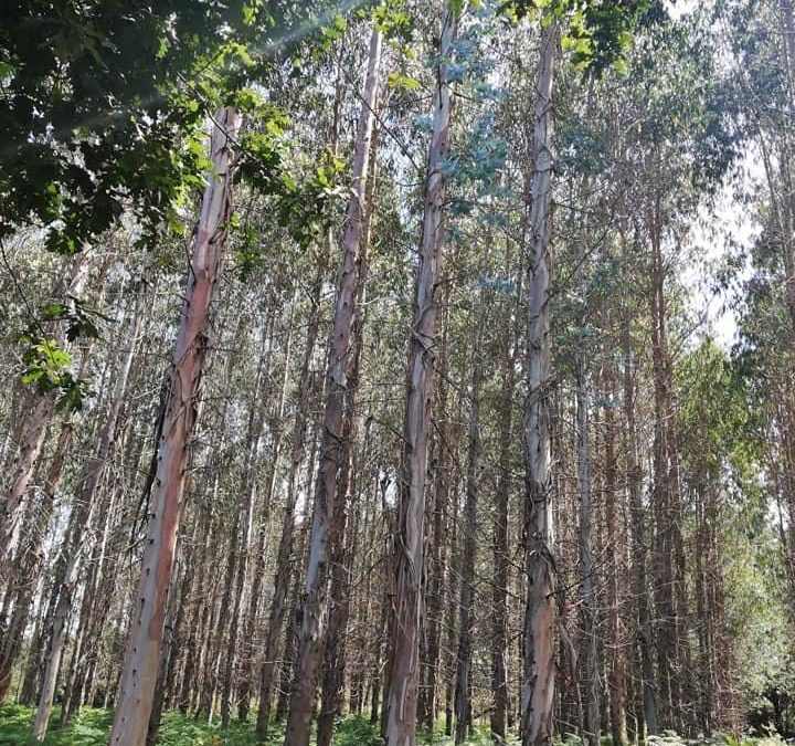 Pensamientos de abril: haced brotar la vida en vosotros…