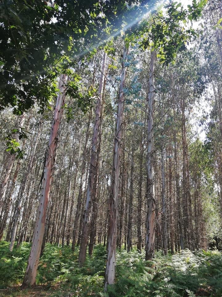 Pensamientos de abril: haced brotar la vida en vosotros…