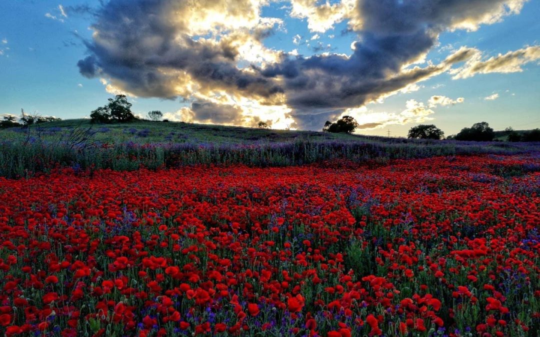 Pensamientos de mayo: las bendiciones celestiales entran en vosotros