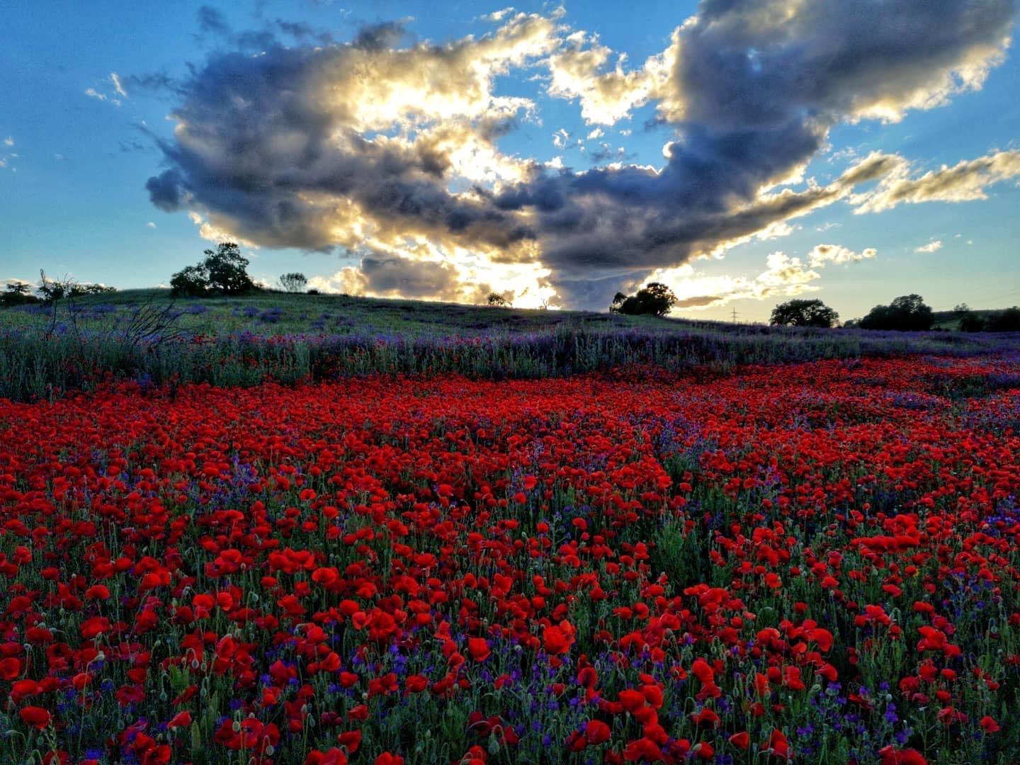 Pensamientos de mayo: las bendiciones celestiales entran en vosotros