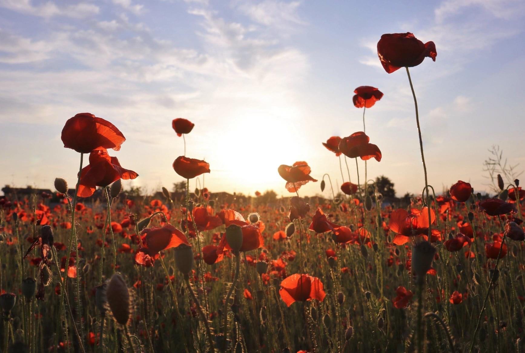 Pensamientos de mayo : unámonos para saludar a las fuerzas de la vida…