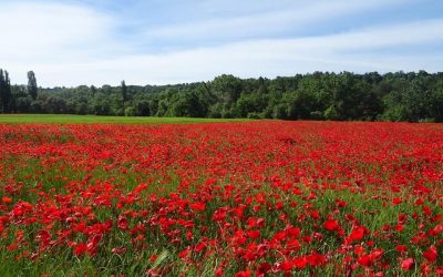 Pensamientos de mayo: mantener el contacto con las Inteligencias celestiales