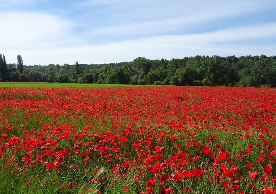 Pensamientos de mayo: mantener el contacto con las Inteligencias celestiales