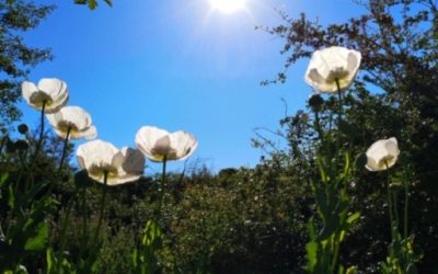 Pensamientos de mayo: la luz interior