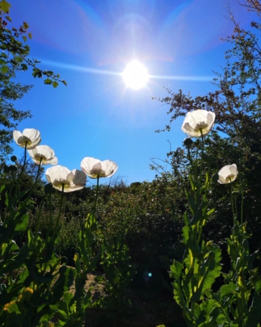 Pensamientos de mayo: la luz interior