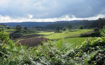 Pensamientos de mayo: cada ser vivo emite unas ondas…