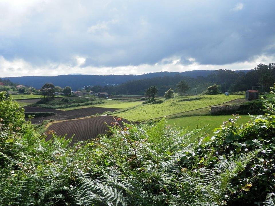 Pensamientos de mayo: cada ser vivo emite unas ondas…