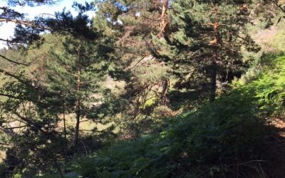 Pensamientos de junio: la voluntad y el poder divinos acuden a reforzaros…