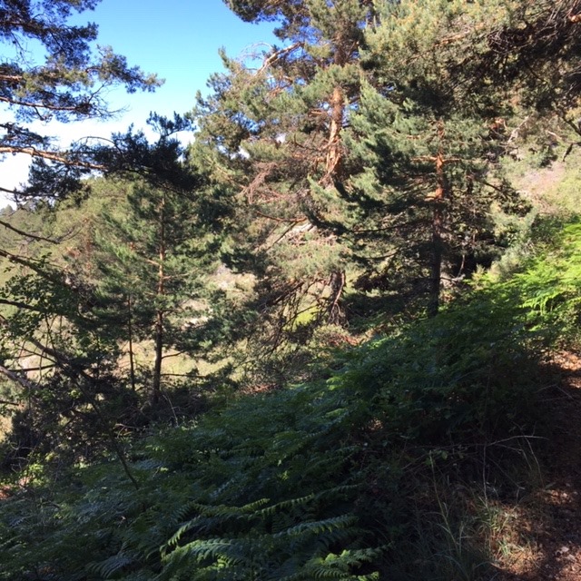 Pensamientos de junio: la voluntad y el poder divinos acuden a reforzaros…