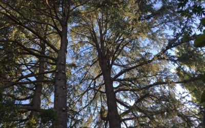 Pensamientos de junio: contemplad la Luz