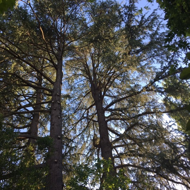 Pensamientos de junio: contemplad la Luz